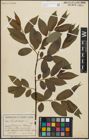 Foto von Salix pentandra L.